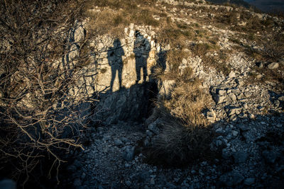 High angle view of shadow on rock in forest