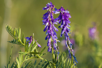 Close-up of purple flowering plant