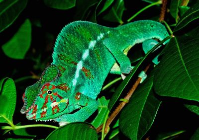 Close-up of butterfly on leaf