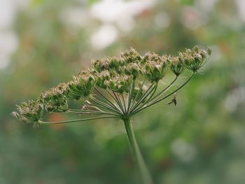 Close-up of plant