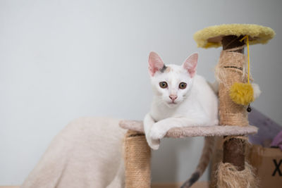 Portrait of cat on bed at home