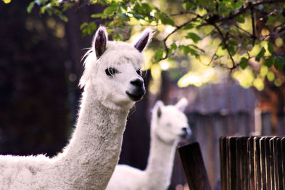 Close-up portrait of sheep