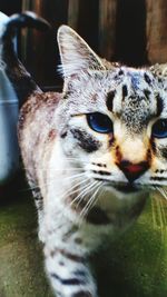 Close-up portrait of cat