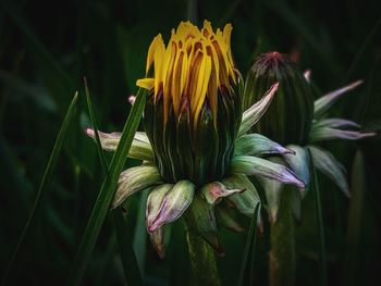 Close-up of yellow flowering plant