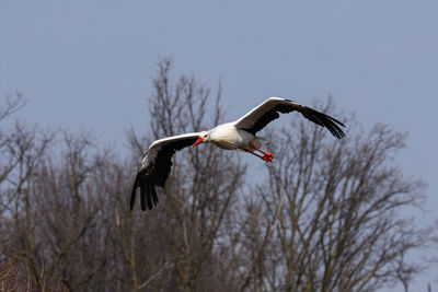 Low angle view of a bird flying