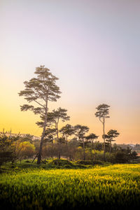 Scenic view of field against clear sky during sunset