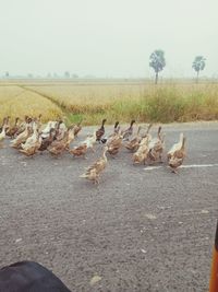 Flock of birds on the road