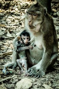 primate