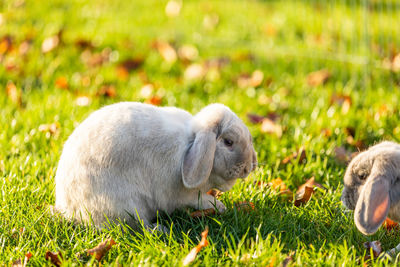 Young rabbits on the grass in nature in sunshine