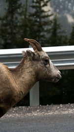 Close-up of goats by railing