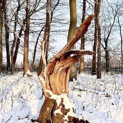 Bare trees on snow covered field