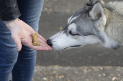 Midsection of man holding dog