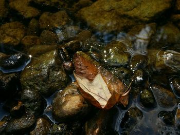 High angle view of frog on rock