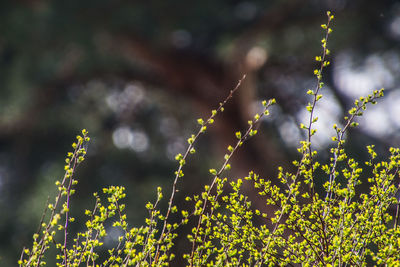 Close-up of flowering plants on land