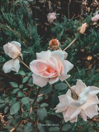 Close-up of white rose