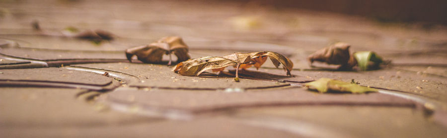 Close-up of crab on table