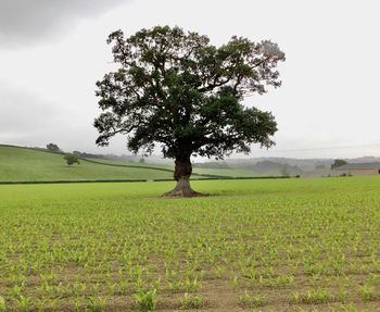 Tree on field against sky