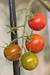 Close-up of tomatoes growing on plant