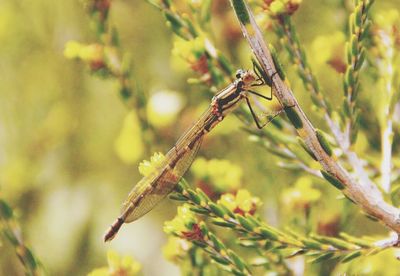 Close-up of insect