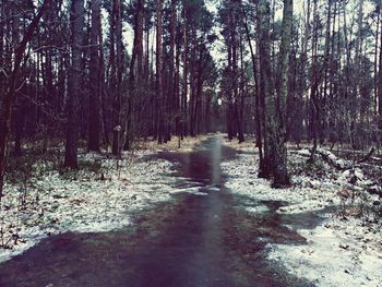 Dirt road amidst trees in forest during winter