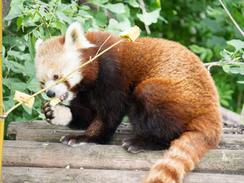 Close-up of cat eating food