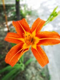 Close-up of orange day lily