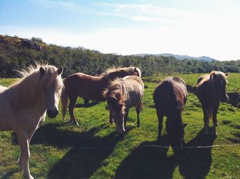 Horses on grassy field against sky