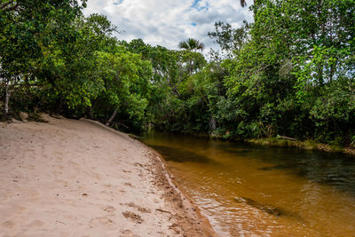 Scenic view of river amidst trees in forest against sky