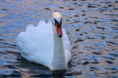 Swan swimming in lake