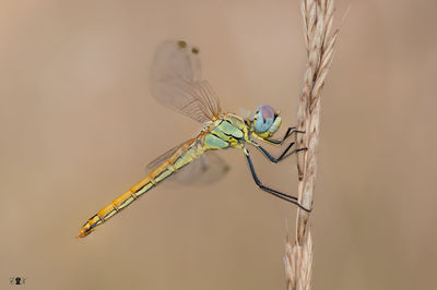 dragonflies and damseflies