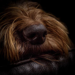 Close-up of a dog