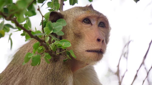 Close-up of monkey looking away