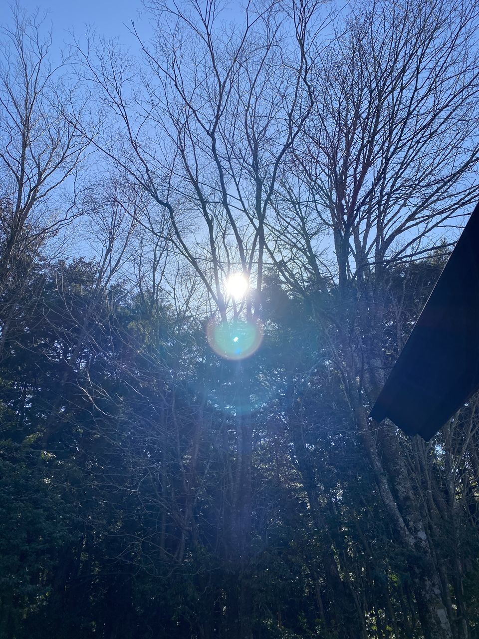 LOW ANGLE VIEW OF BARE TREES IN FOREST