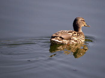 Duck swimming in a lake