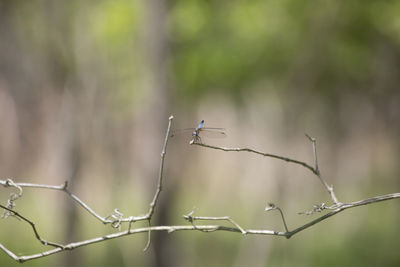 Close-up of bird perching on a tree