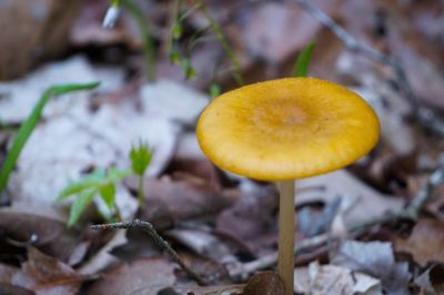 Close-up of mushrooms on tree trunk