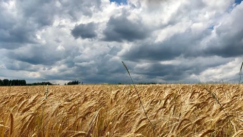 Scenic view of wheat field against sky