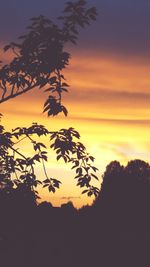 Silhouette of trees at sunset