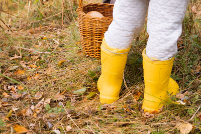 Yellow rubber boots and wicker basket. autumn concept.