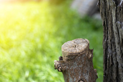 Close-up of leaf on tree trunk