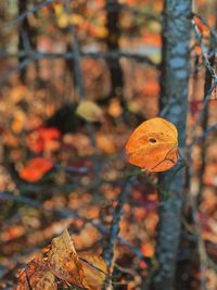 Close-up of dry leaves on tree trunk