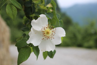 Close-up of white flowering plant