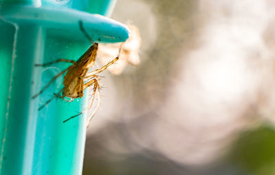 Close-up of spider