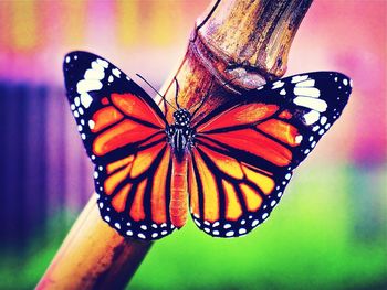 Close-up of butterfly on leaf