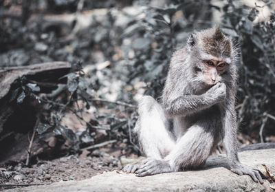 Close-up of monkey sitting in forest