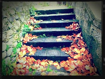 Leaves on ground