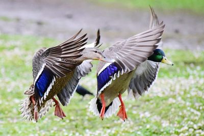 Close-up of mallard ducks flying over field