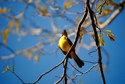 Low angle view of bird perching on branch