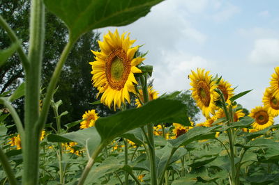 Close-up of sunflowers blooming on field against sky