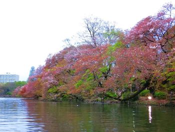 Reflection of trees in calm lake